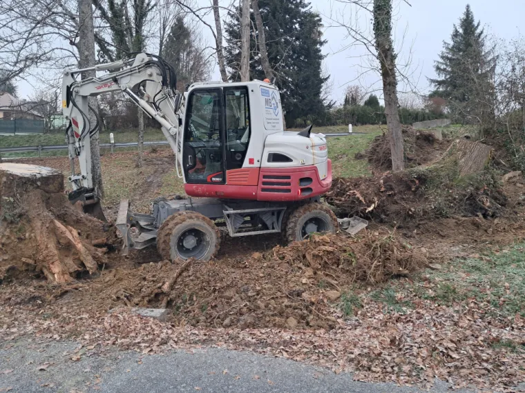 Arrachage des souches.